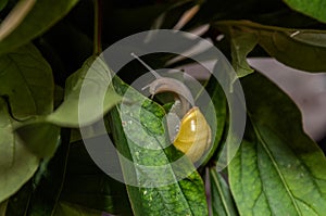 Little snail creeps on a leaf