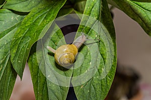 Little snail creeps on a leaf