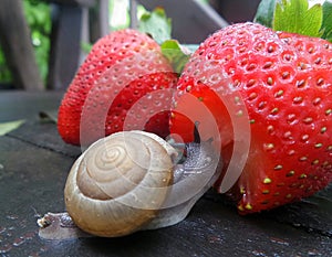 Little snail enjoy eating fresh red strawberry on wet wooden garden bench