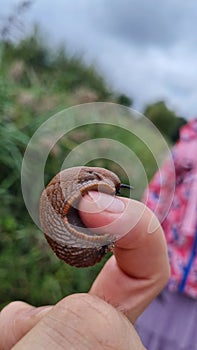 Little snail on a finger tip