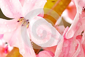 Little snail on flower. Nature background with flowers.