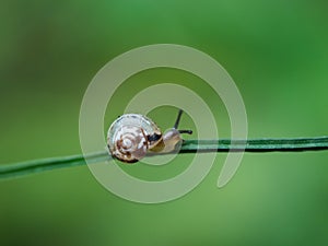 Little snail on a green blade of grass