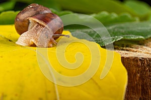 Little snail on a green leaf. A mollusk with a small house on the back