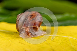 Little snail on a green leaf. A mollusk with a small house on the back