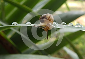 Little snail on a leaf