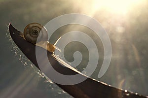 Little snail on the leaf