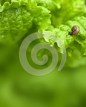 Little snail on the leaf of lettuce
