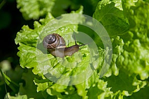 Little snail on the leaf of lettuce