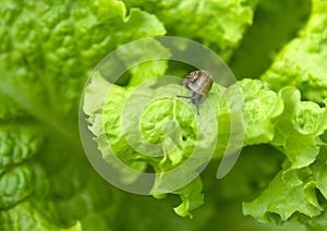 Little snail on the leaf of lettuce
