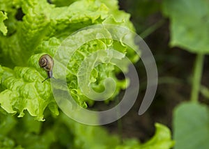 Little snail on the leaf of lettuce