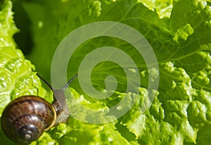 Little snail on the leaf of lettuce