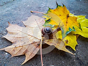 Little snail on maple leaves.