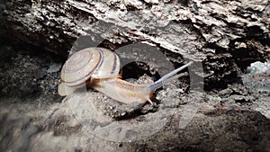 Little Snail Moluska gastropoda babysnail