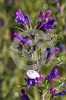 Little  snail on purple flower in Provence.