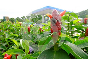 Little snail on red color of Indian Head Ginger,Costus speciosus.