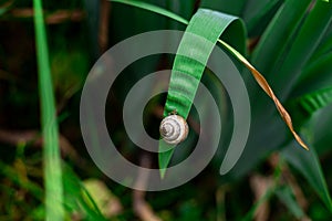 Little snail resting on a leaf