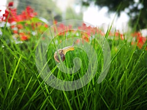 A little snail standing on the grass