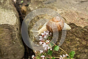 A little snail on stones