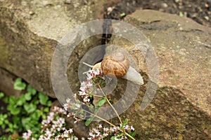 A little snail on stones