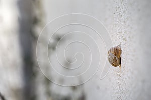 Little snail stubbornly scrambles up