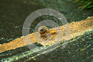 Little snail towards the target