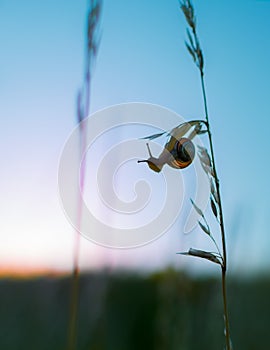 Little snail waiting for sunrise