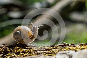 Little snail on a tree branch under the sun. Snail in brown colors on green blurred background. Photo of sunny spring and summer