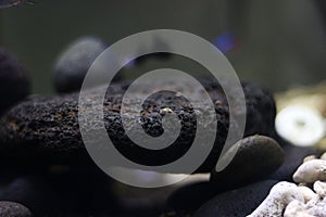 A little snail is walking on a rock in an aquarium