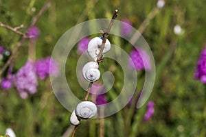 Little snails on a branch with purple flowers in background.