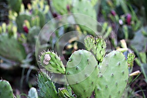 Little snails on cactus