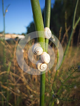 Little snails in grass