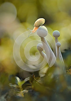 little snails on the mushrooms in the morning