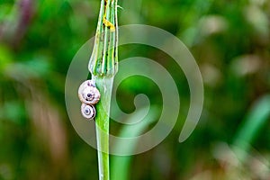 Little snails on small grass flower