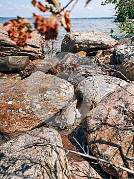 Little snake hiding among stones rocks on lake beach on summer autumn day. Canadian Ontario wildlife fauna