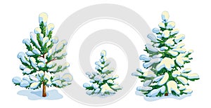 Little snow-covered pine tree and two fir trees. Vector dwawing