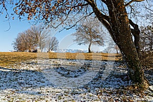 Little snow under trees of Bastille hill