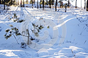 Little snowy pine in the forest