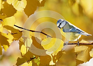 The little songbird perching on branch of yellow autumn birch. The blue tit  Parus caeruleus