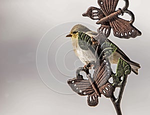 A little Songbird sits on a metal decoration.