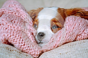 Little spaniel who sleeped on pink bedspread woke up. Adorable Cavalier King Charles Spaniel opened drowsy eyes. photo