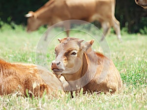 Little spanish calve lay in pasture