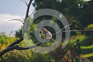 Little sparrow bird sitting on a branch