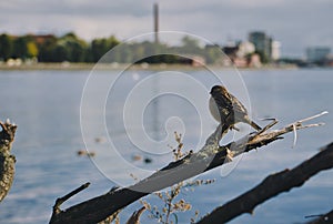 Little sparrow bird sitting on a branch