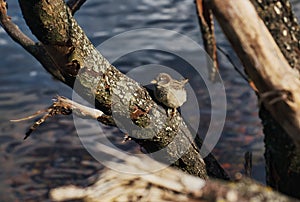 Little sparrow bird sitting on a branch