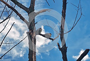 Little sparrow bird sitting on a branch