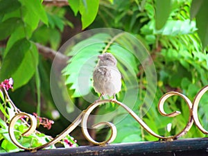A little sparrow bird standing on the steel fence.