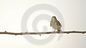 Little sparrow on a branch