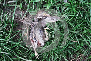 The little sparrow chick fell out of the nest and died