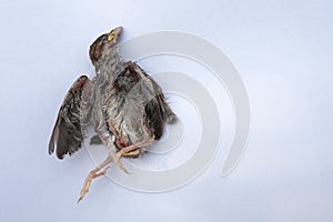 The little sparrow chick fell out of the nest and died. White background