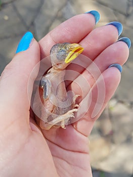 Little sparrow chick in the female palm